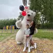 Білий Ведмедик Гданськ. Привітання.5