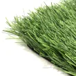 Искусственная трава CCGrass Ultrasport 50 FIFA certificate(футбол)3