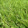 Искусственная трава ecoGrass J-40/ecoGrass U-40 (ландшафт)3