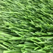 Искусственная трава CCGrass Ultrasport 50 FIFA certificate(футбол)2