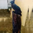 Ворона на пеньке - Деревянная скульптура0