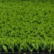 Искусственная трава CCGrass СЕ 20 (мультиспорт)3