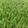 Искусственная трава CCGrass Lissome 45 (ландшафт)2