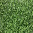 Искусственная трава CCGrass Ultrasport 50 FIFA certificate(футбол)1